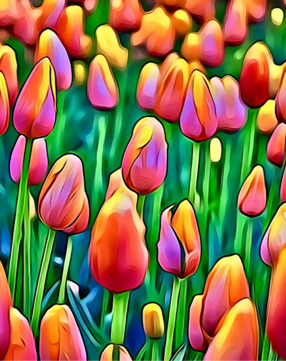 Tulips 1